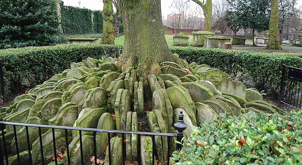 st pancras hardy tree