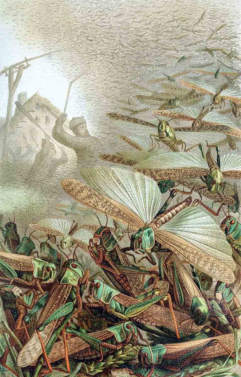 swarm of locusts painting