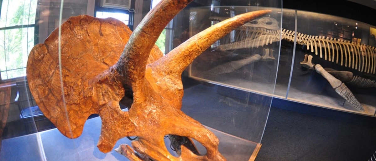 Triceratops skull in the Harvard Museum of Natural History. Source: Harvard Museum of Natural History