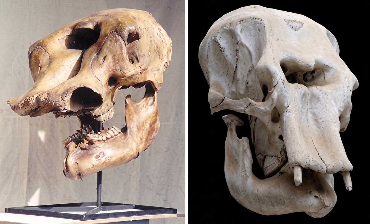 Mammoth Skull