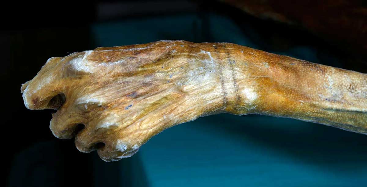 Otzi Iceman Tattoo