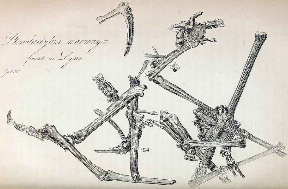 Pterodactylus Mary Anning