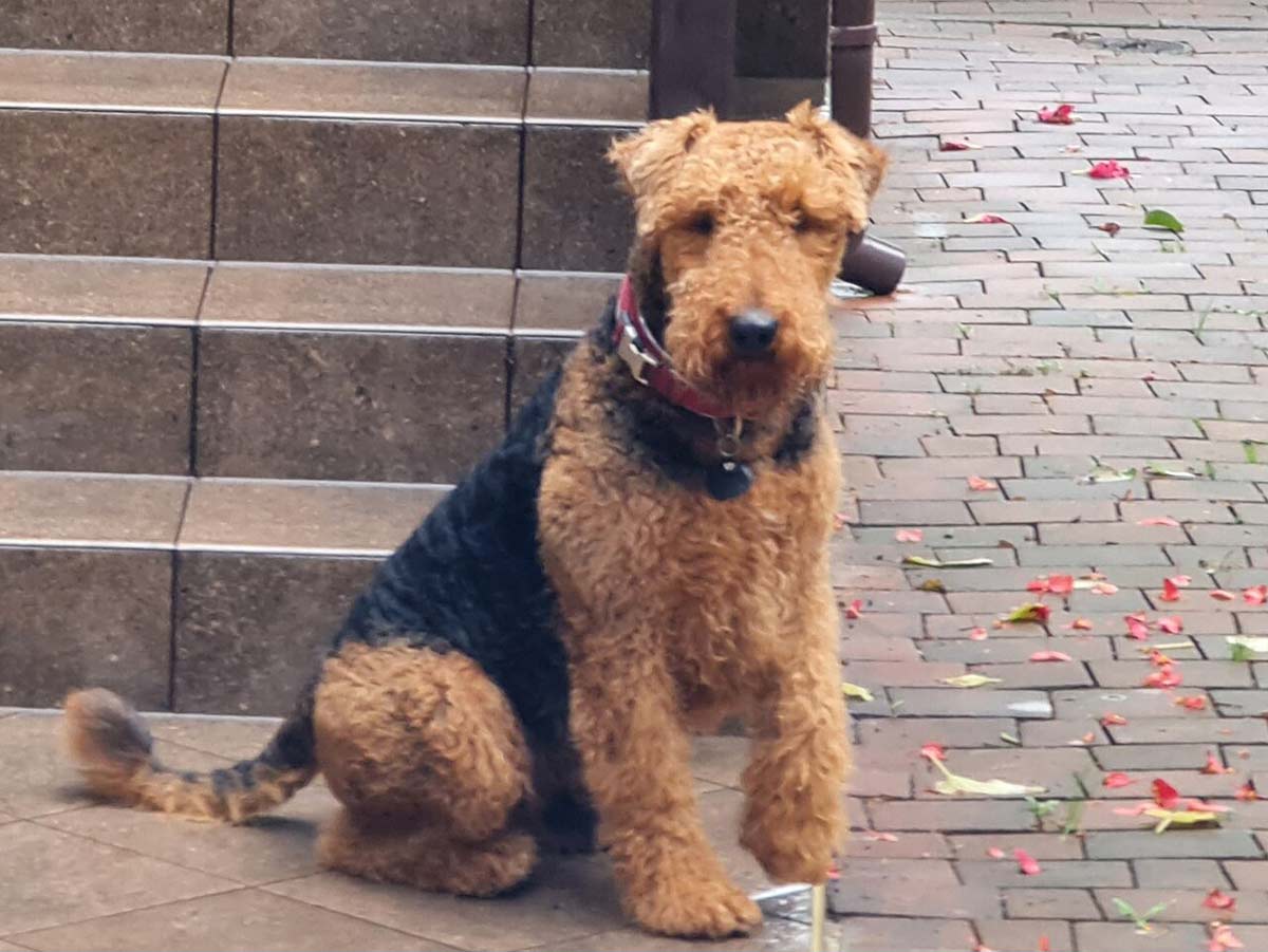 airedale terrier seated by steps