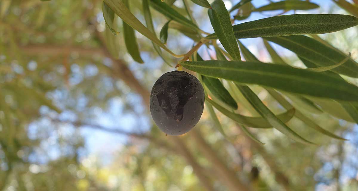 an olive 1