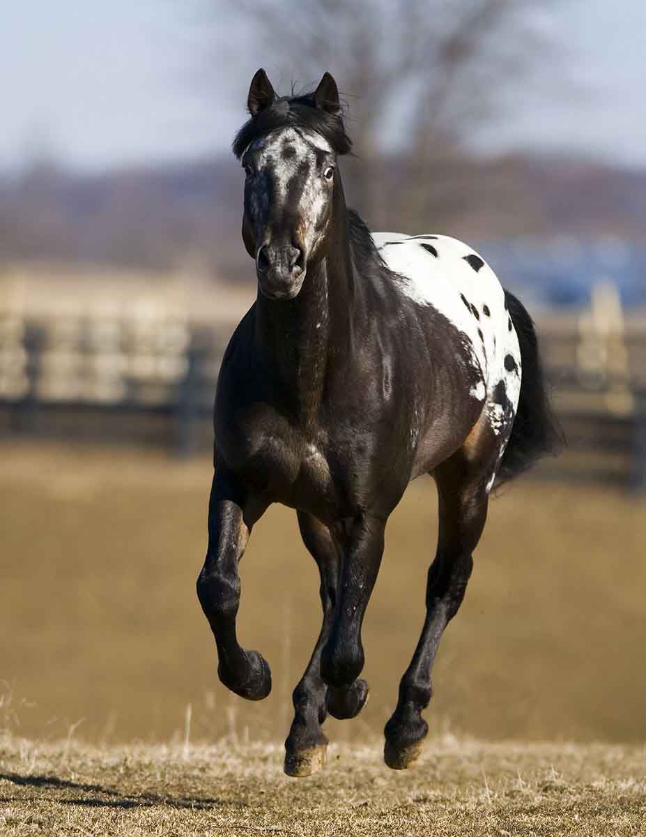 appaloosa horse nez perce people