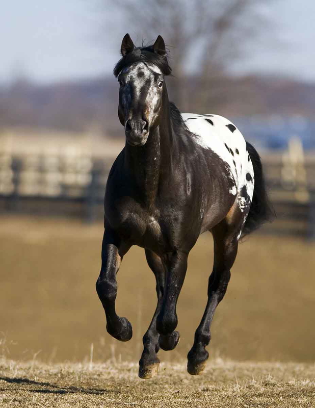 appaloosa horse nez perce people