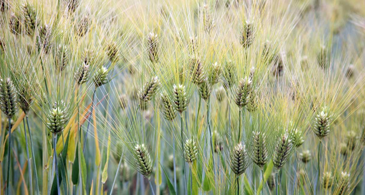 barley image 1