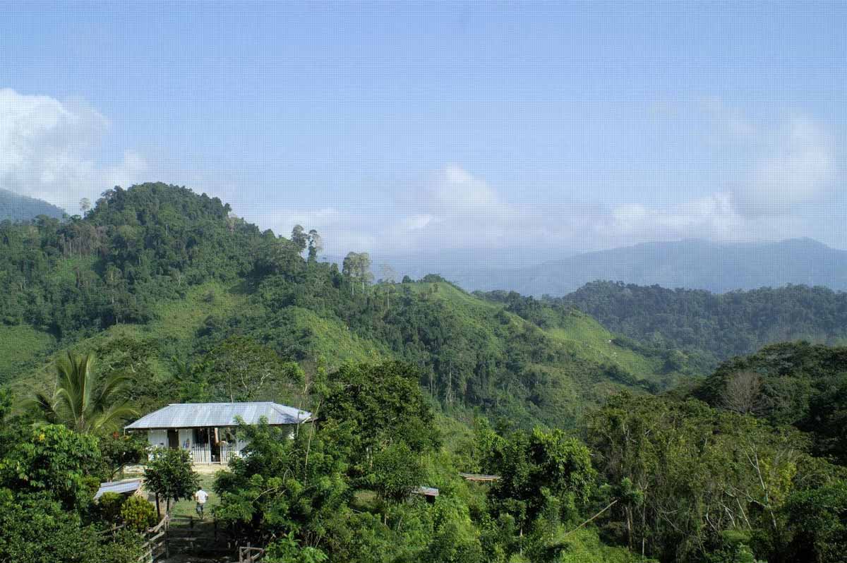 coffee farm ciudad perdida columbia 2009