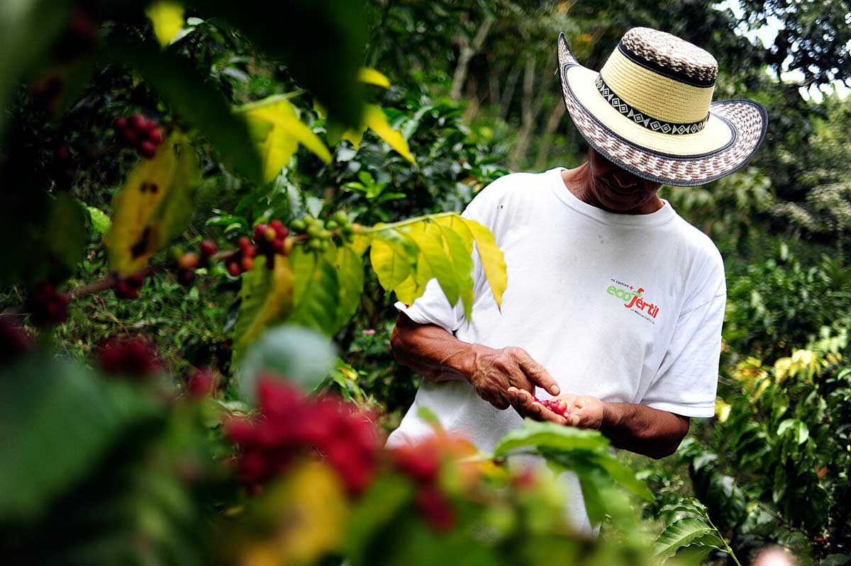 coffee farmer inspect crop columbia 2010