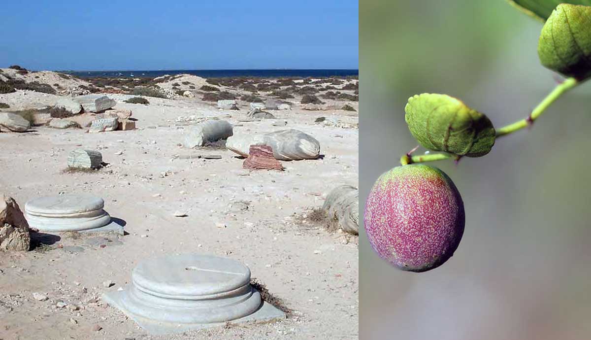 djerba meninx site