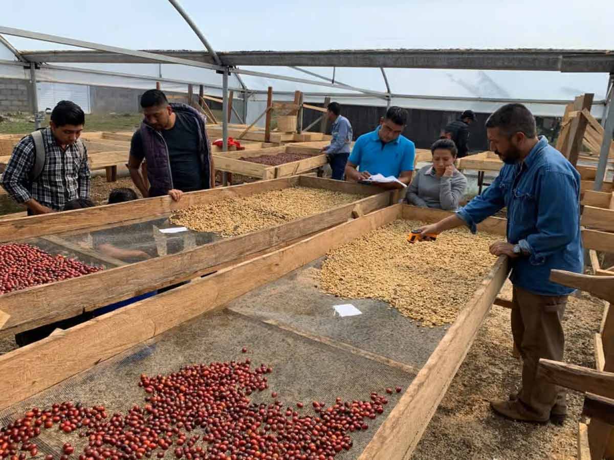 drying coffee cherries raised beds mexico