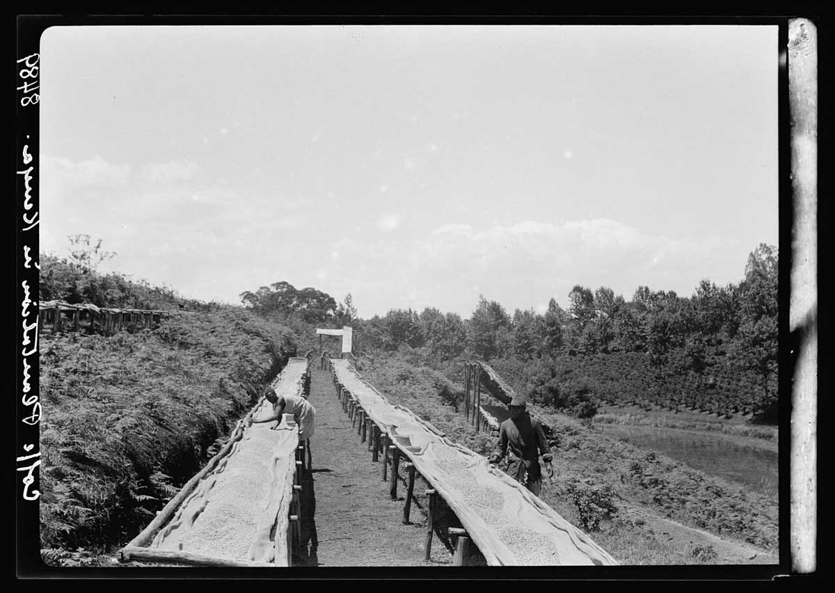 drying trays coffee plantation kenya 1936