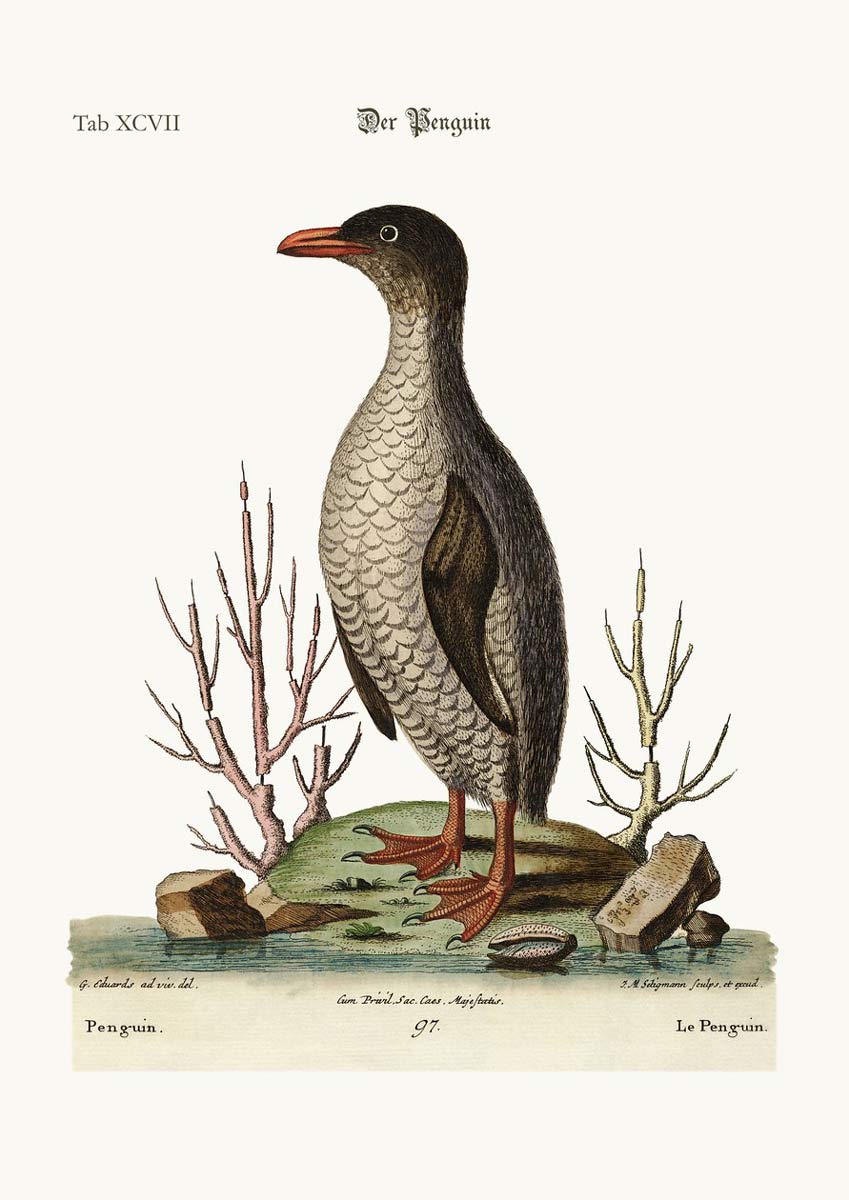 edwards penguin