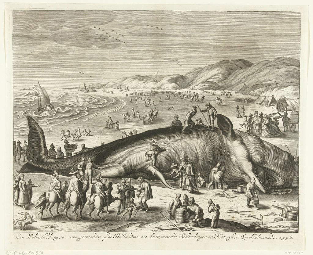 gilliam van der gouwen beached whale at berckhey 1598