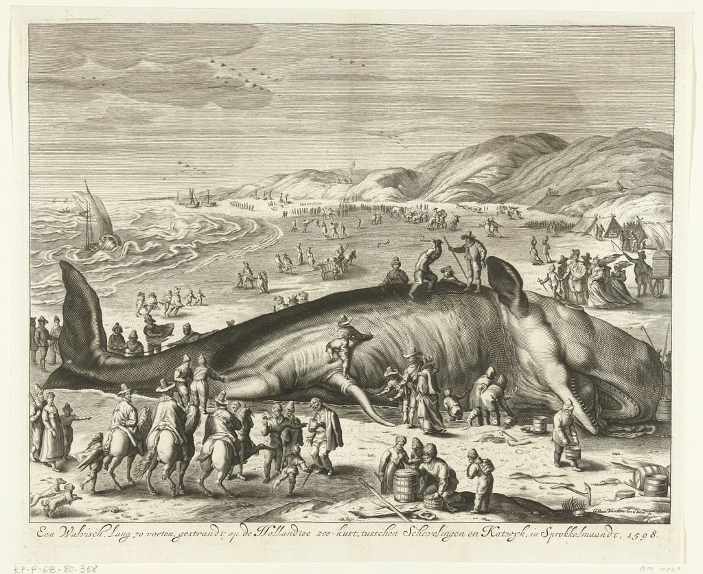 gilliam van der gouwen beached whale at berckhey 1598
