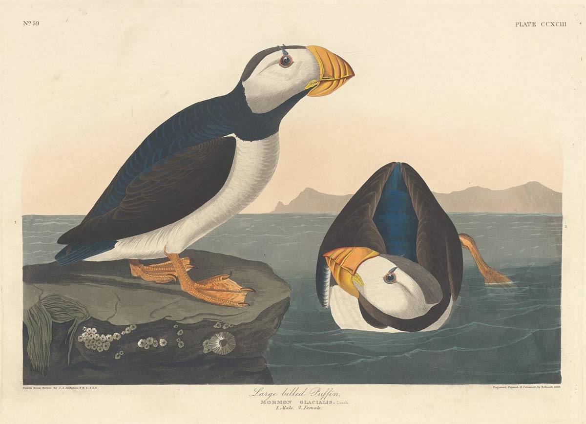 havell puffin