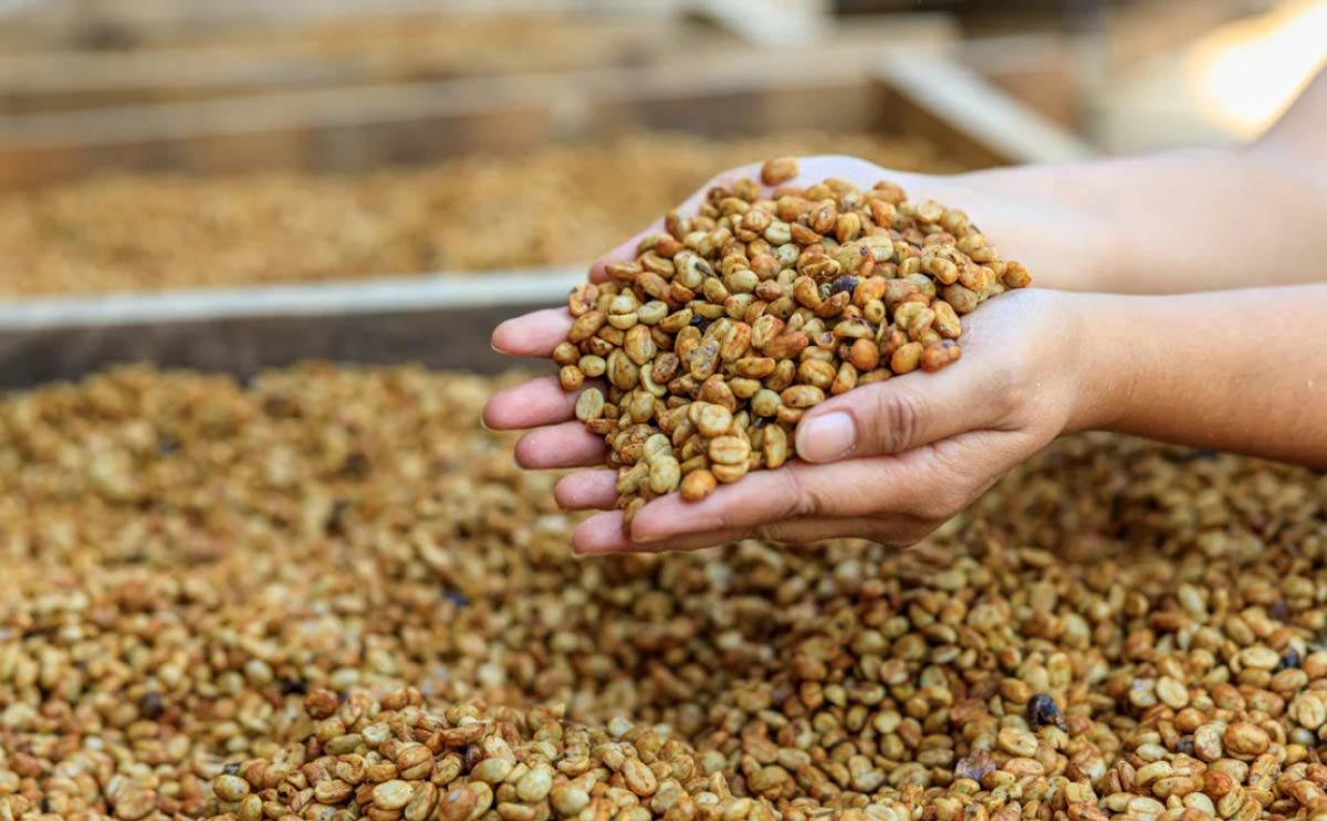 honey method pulped natural yellow gold colour
