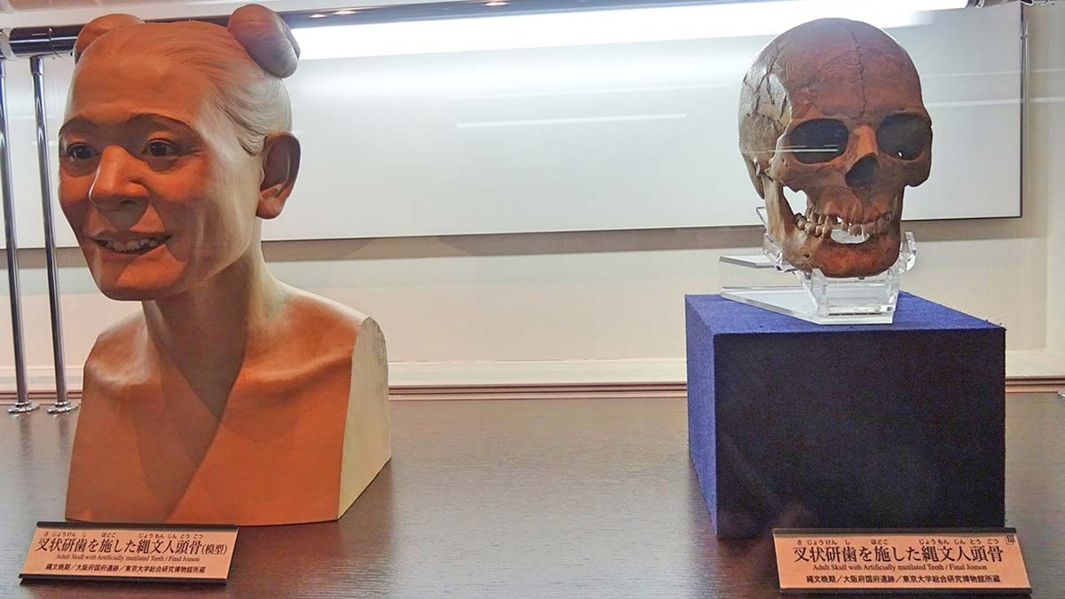 jomon people skull