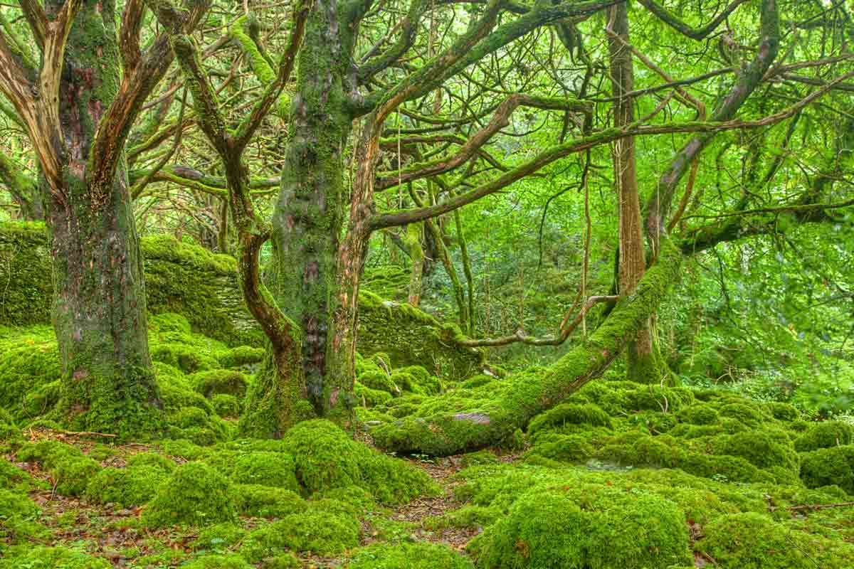 killarney park ireland
