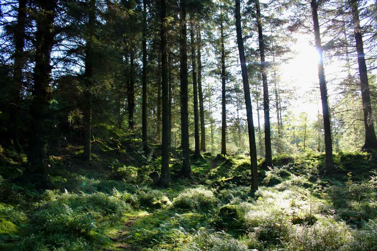 llandegla forest image
