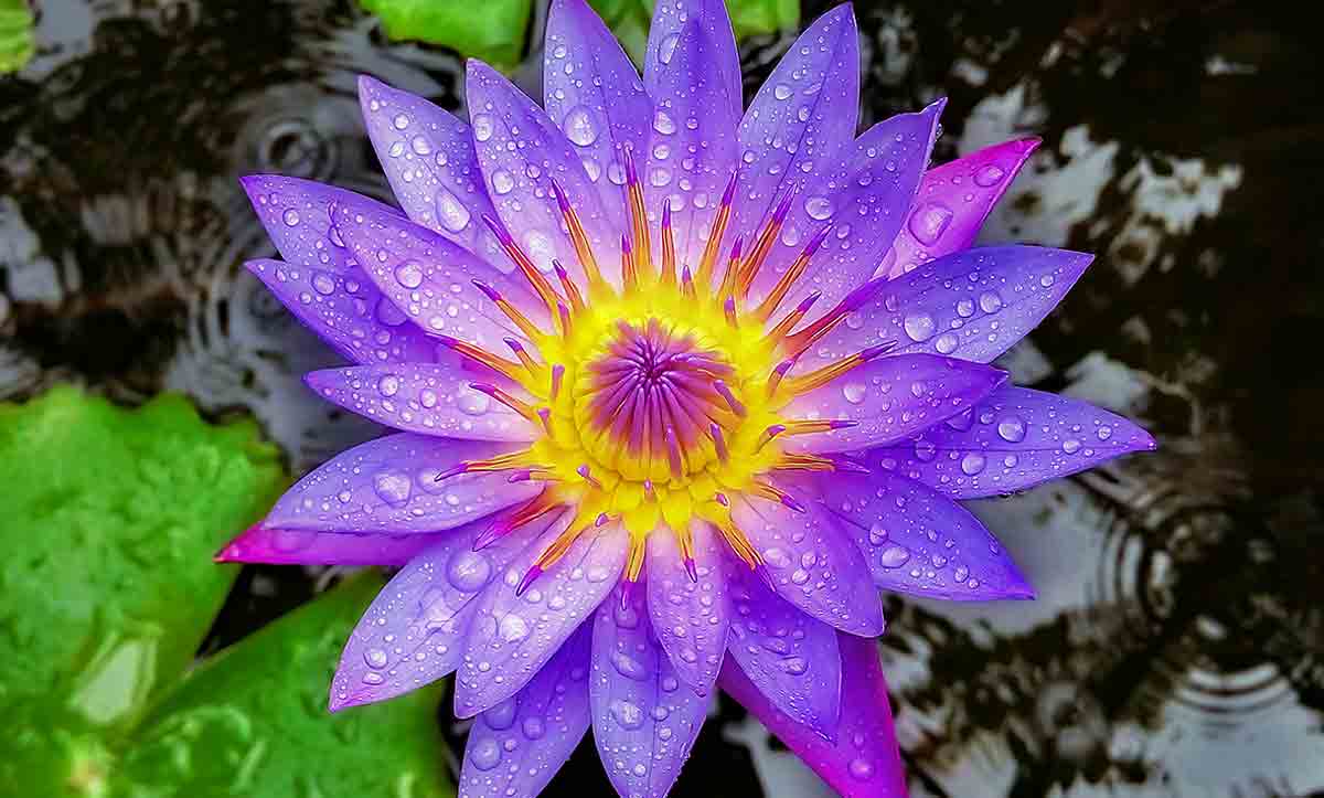 lotus nymphaea caerulea