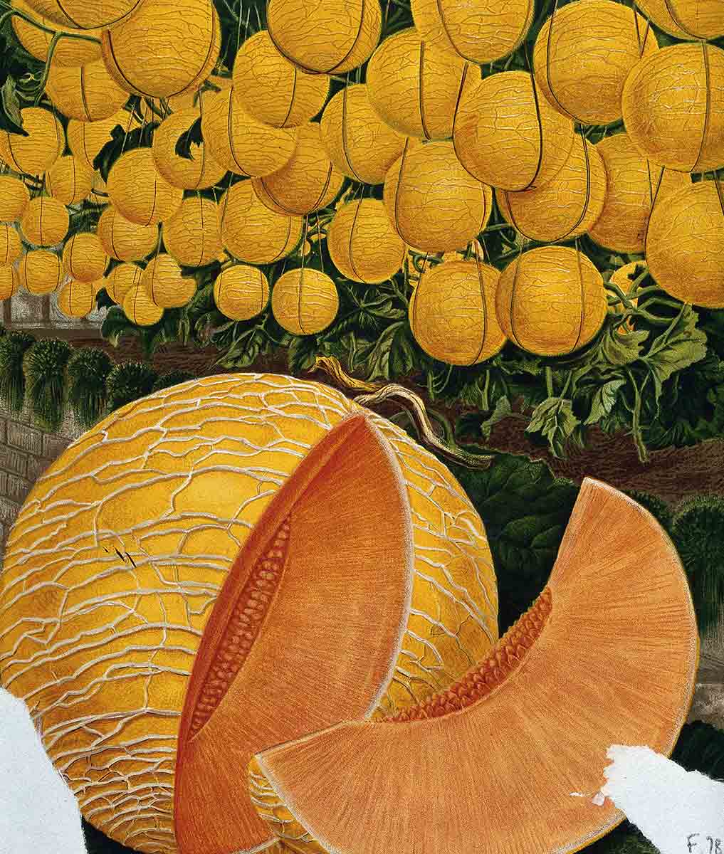 melon cut art