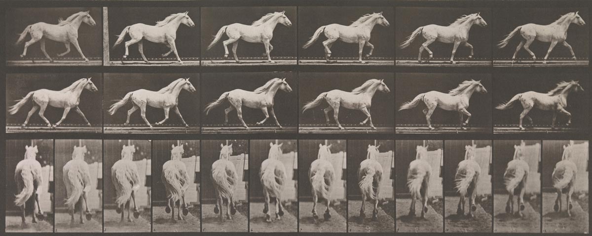 muybridge horse locomotion movement photography