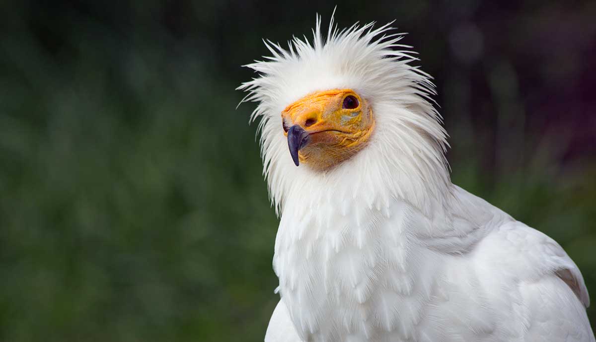 neophron egyptian vulture metamorphosis