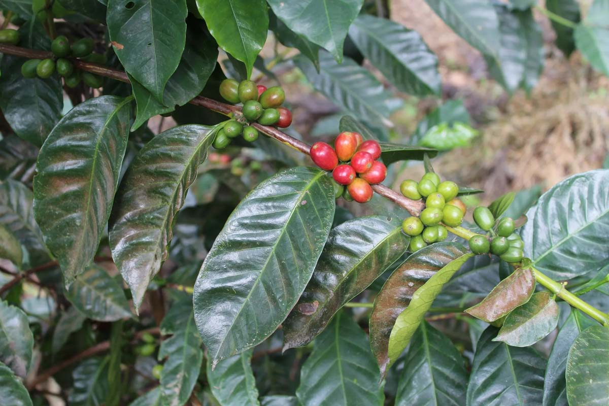 panamanian coffee cherries geisha plant