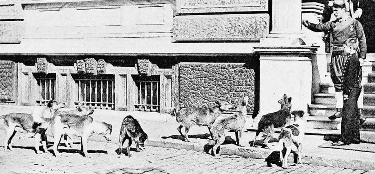 photograph of stray dogs being fed on streets