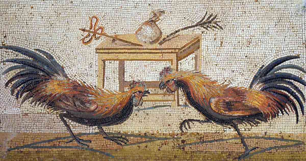 roosters fighting mosaic pompeii