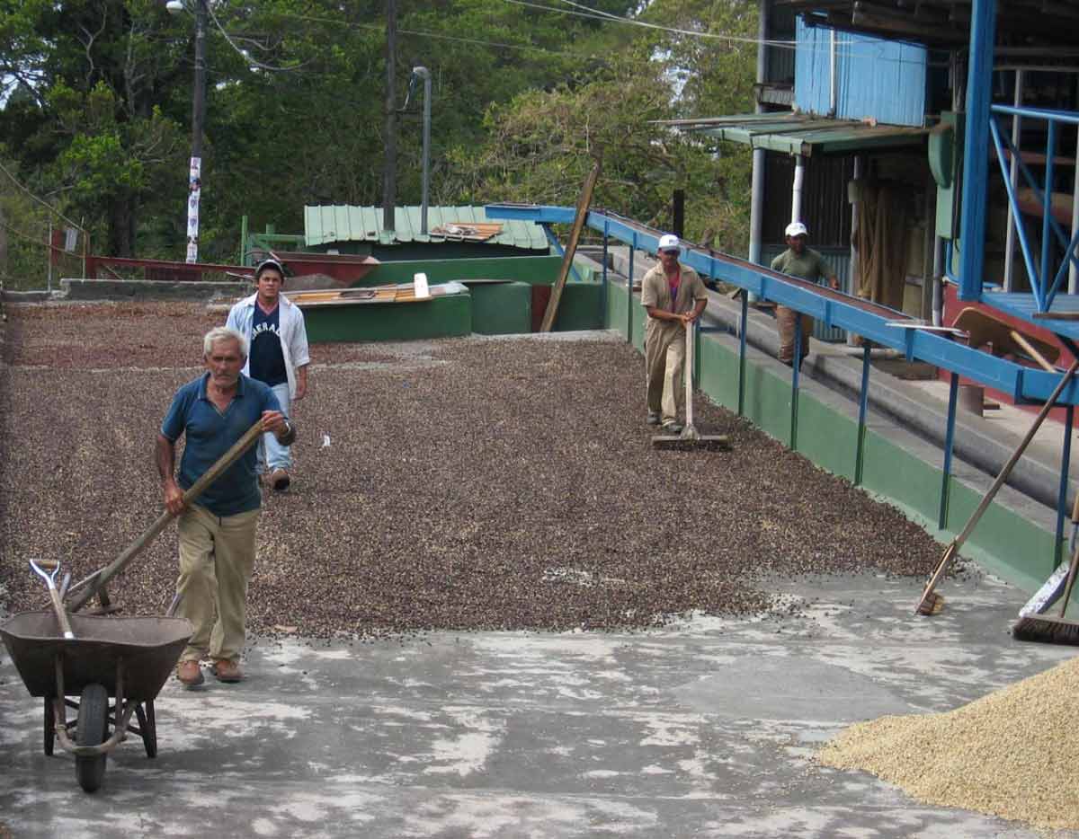 traditional coffee drying boquete panama 2006
