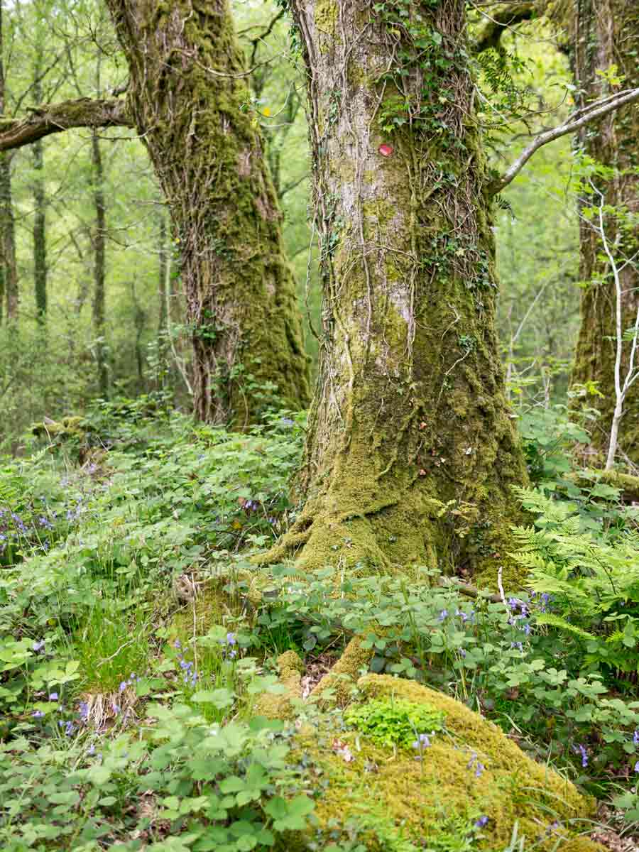 welsh woodland 1