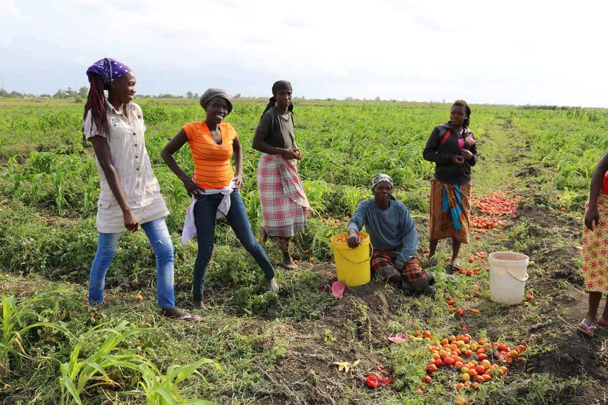 women tomato farm