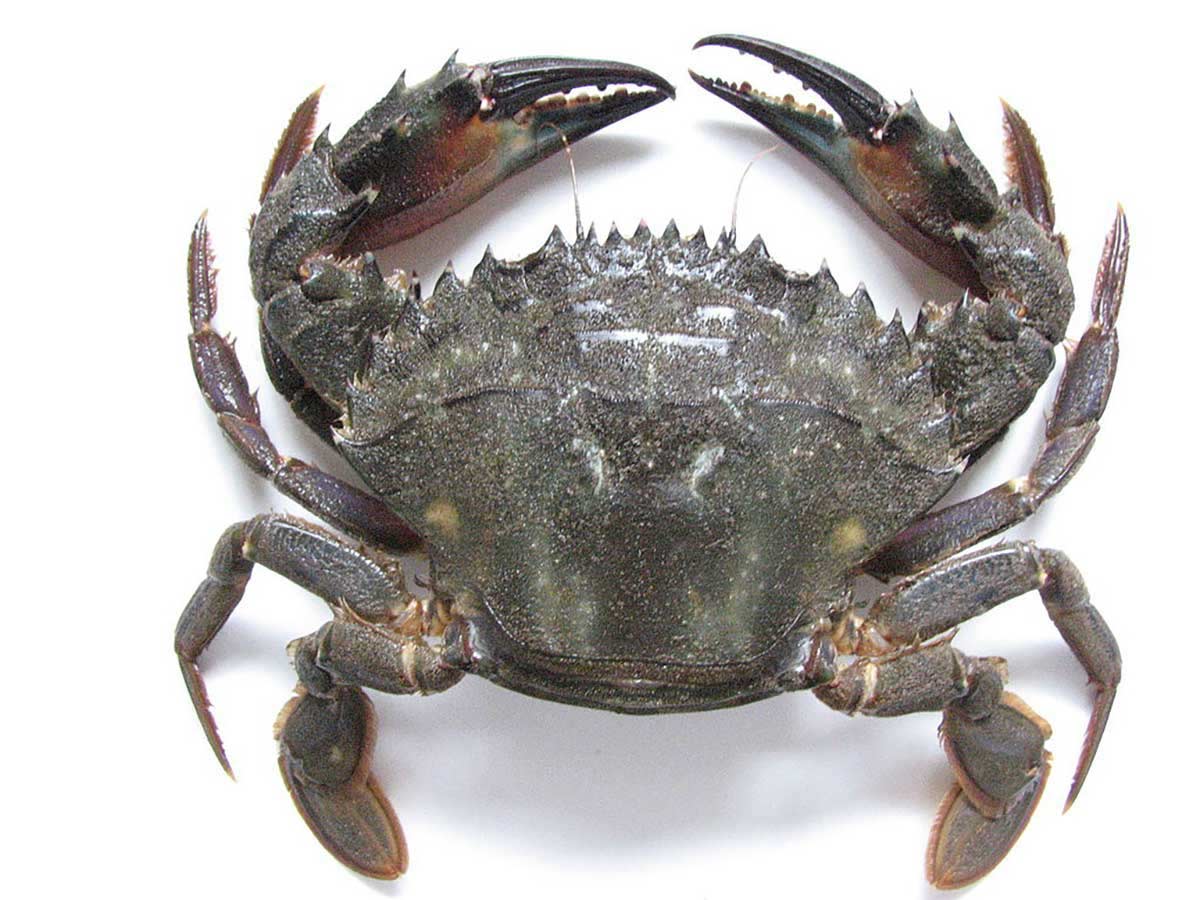 Sarrte Altona Crabs