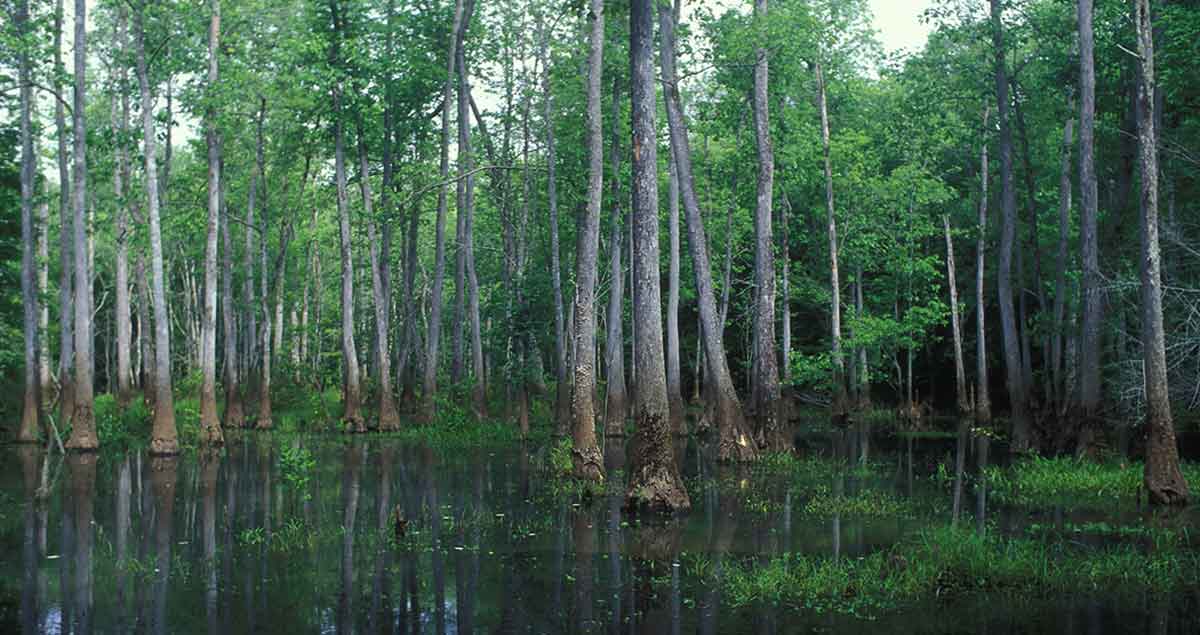 cypress swamp bottomland photograph u.s fish wildlife service