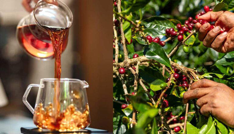 geisha coffee