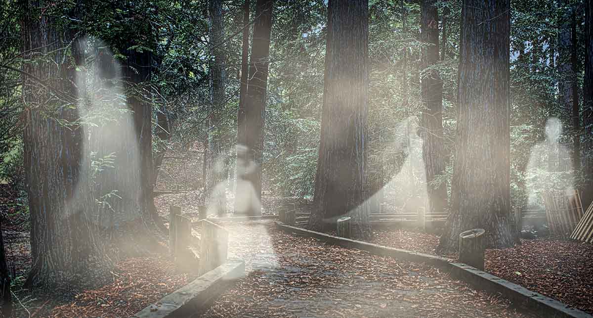 ghosts of redwoods louisiana bayou monsters