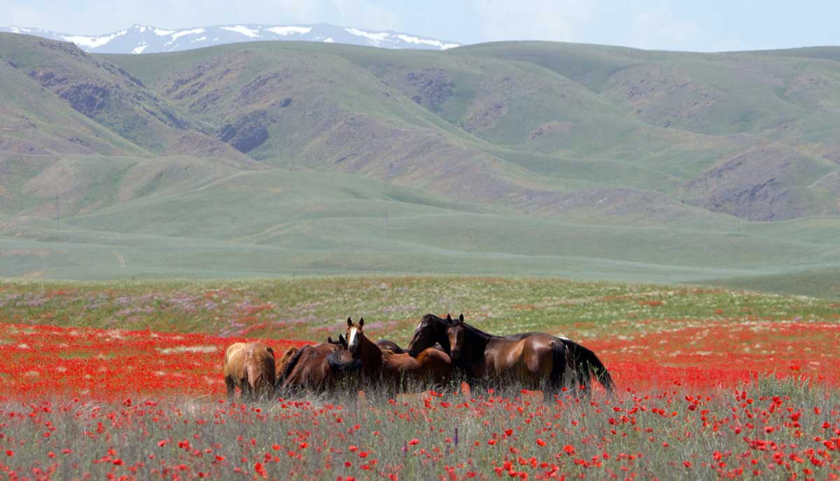 horses poppy valleys kazakhstan