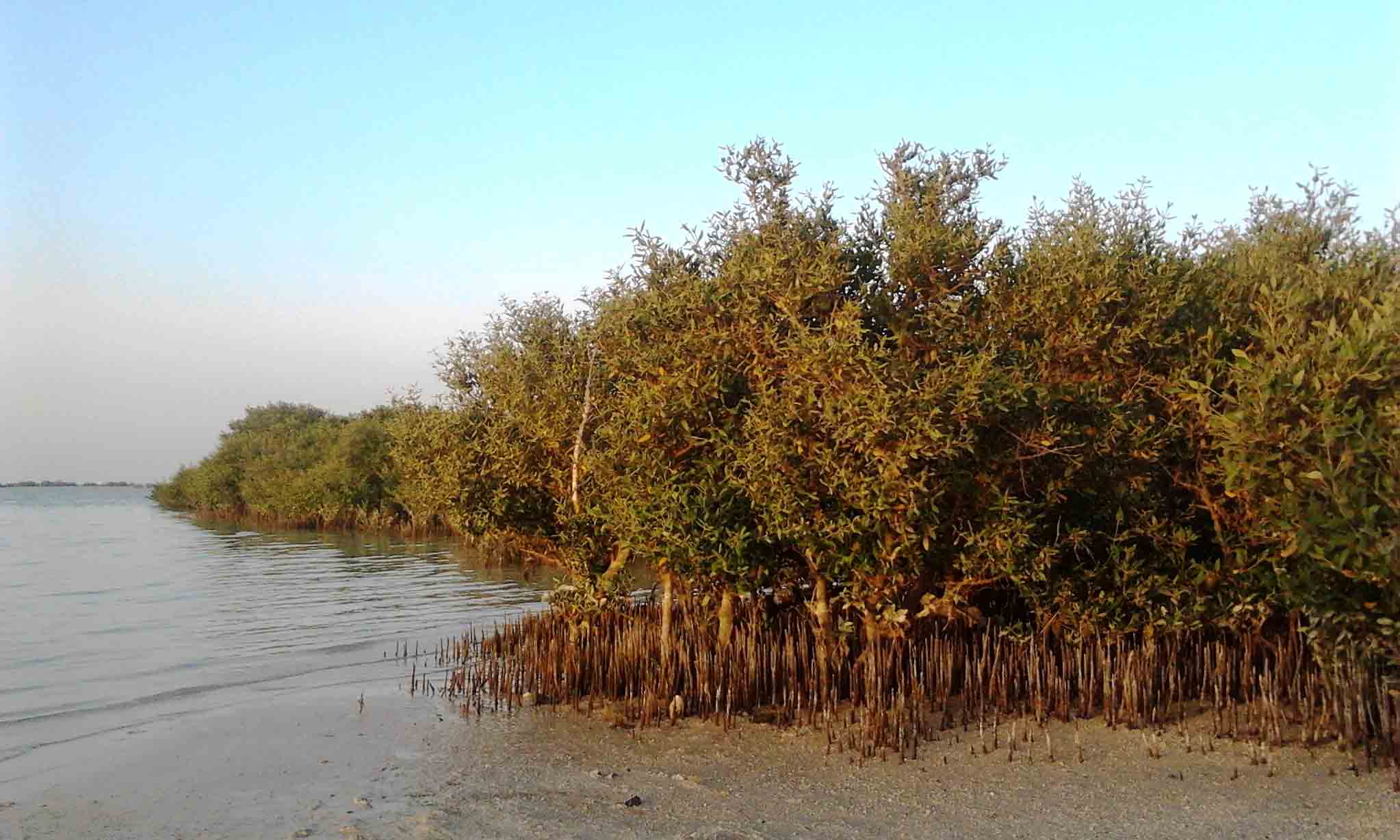mangrove dakhira qatar