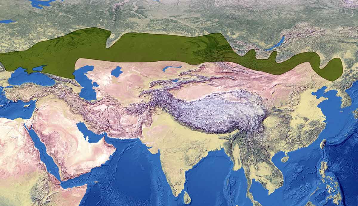 map eurasian steppe belt main photo