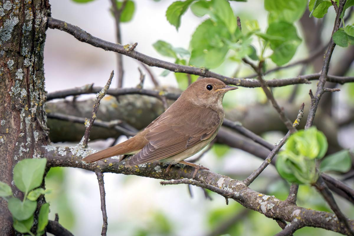nightingale bird photo