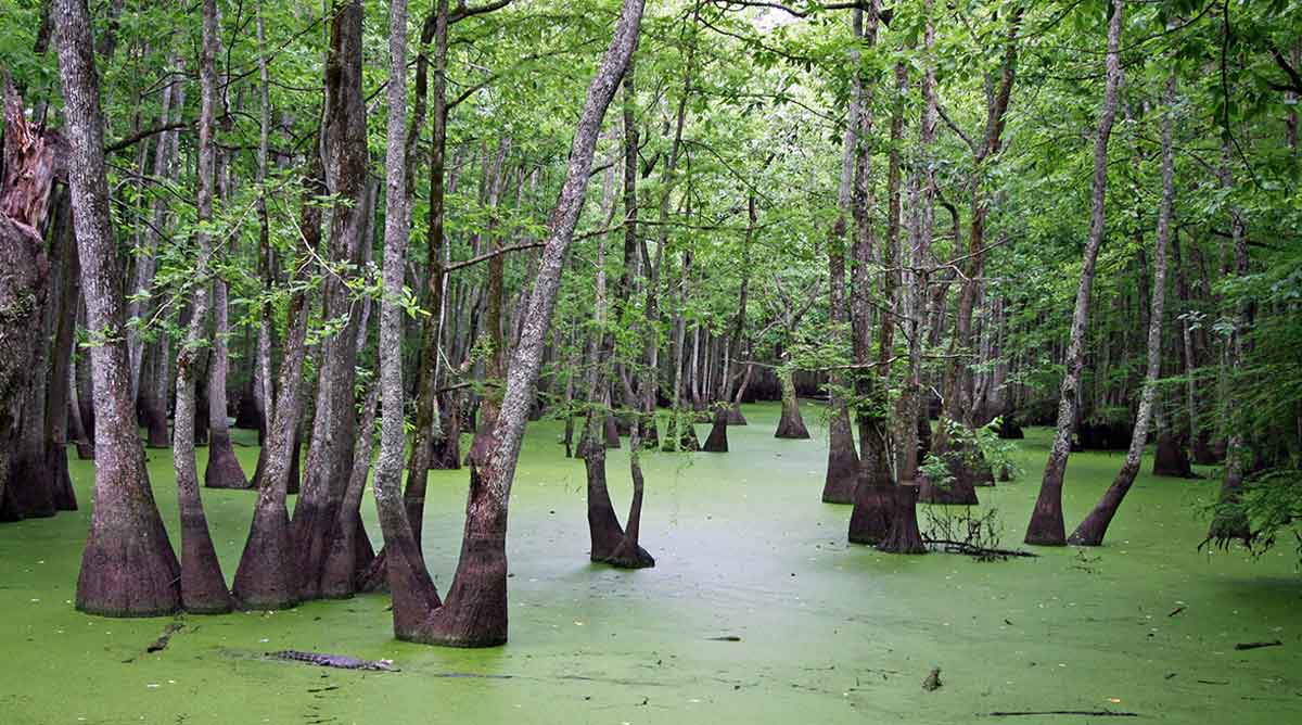 pearl river cypress swamp louisiana bayou monsters