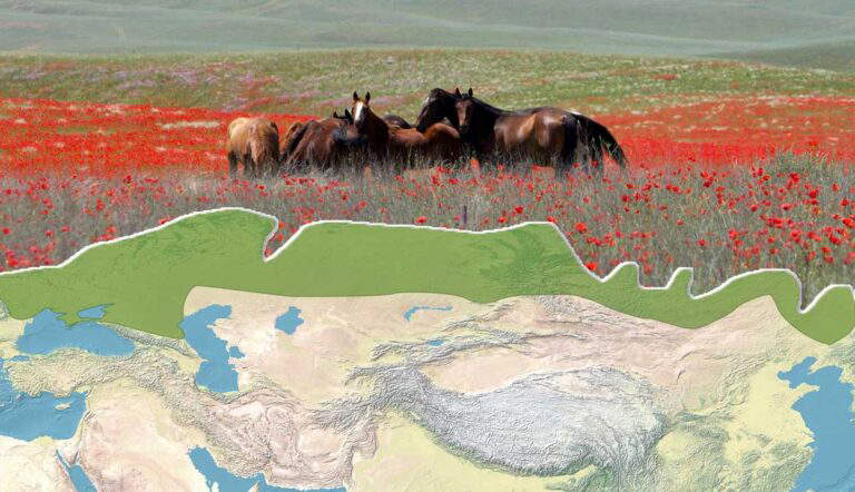 Horses in a poppy field above a map