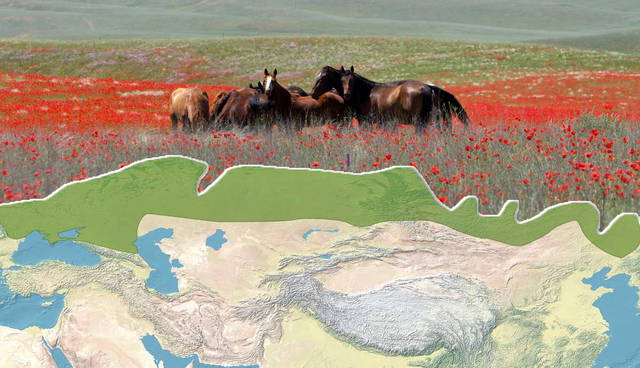 Horses in a poppy field above a map