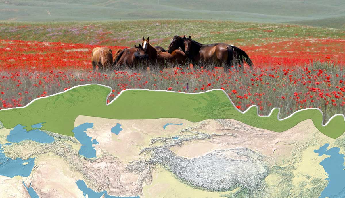 Horses in a poppy field above a map