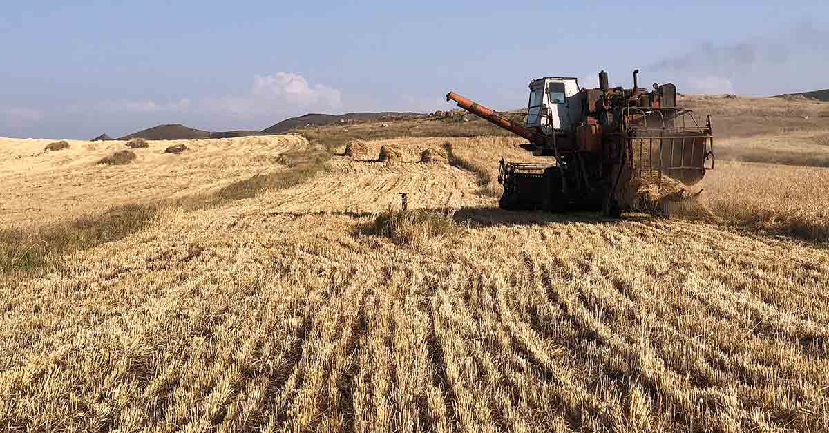 wheat fields shirak province armenia