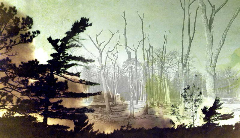 Double exposure of barren trees and pine branches.