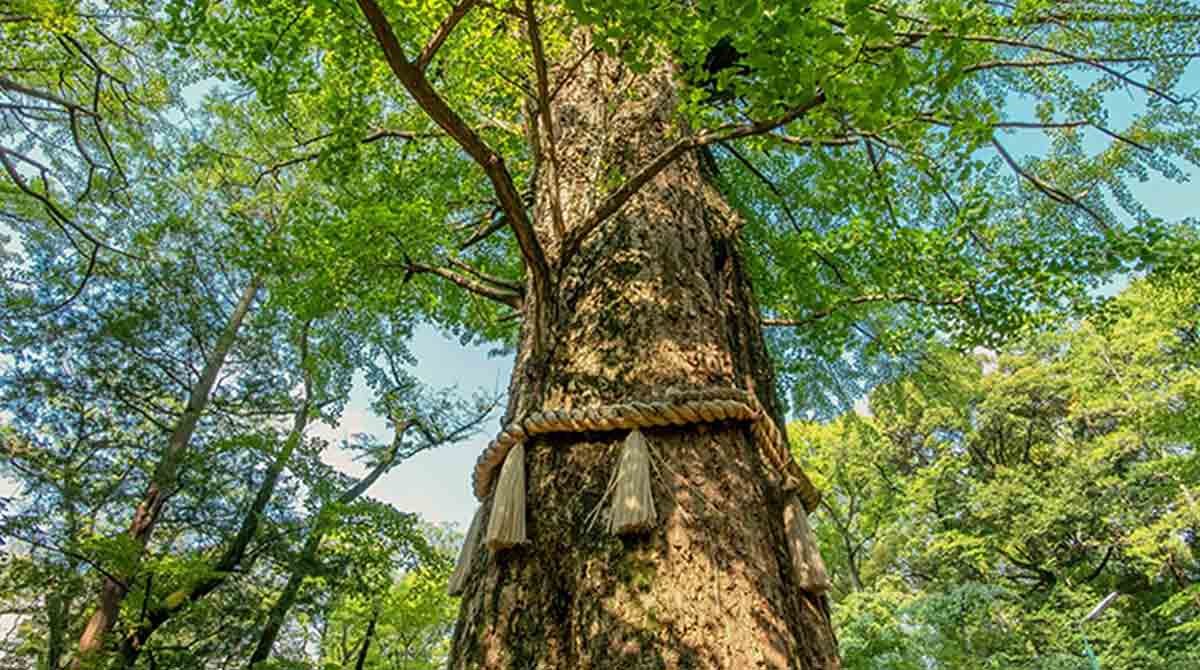 early medieval japan shinto kami tree