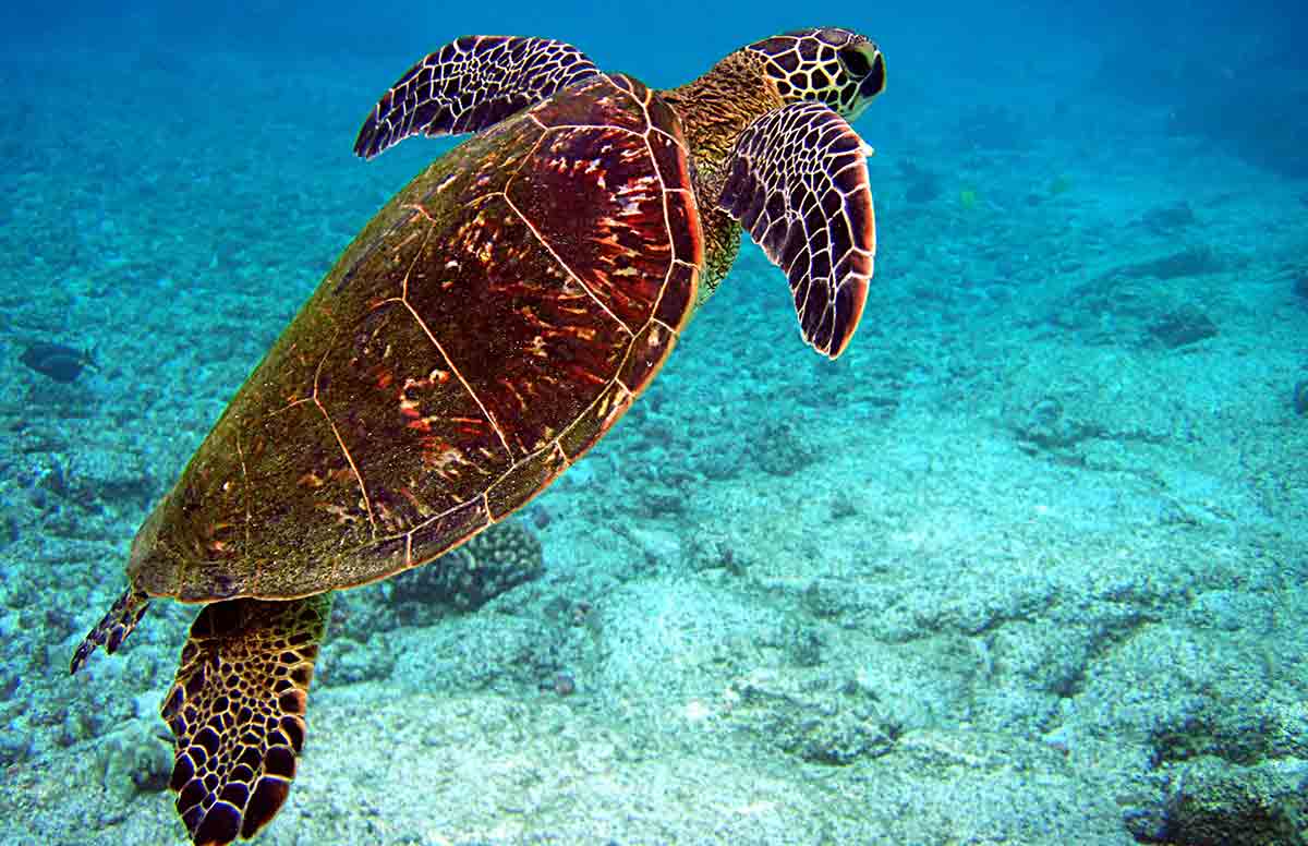 green sea turtle